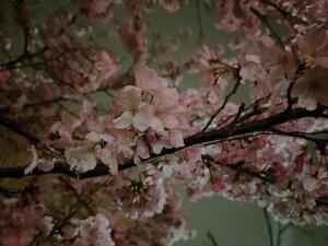 S__196419599_0